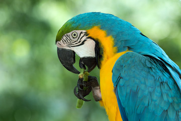 Wall Mural - macaw