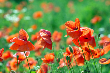 Wall Mural - red poppy