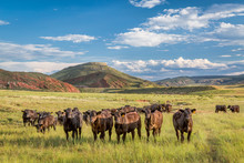 Open Range Cattle In Colorado