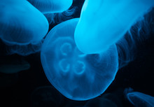 Closeup Of A Cluster Of Glowing Moon Jellyfish Or Aurelia Aurita