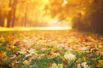 fallen autumn leaves on grass in sunny morning light