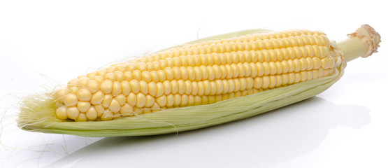 Poster - Fresh corn cob