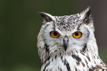 bengal eagle owl, indian eagle owl headshot with green background.