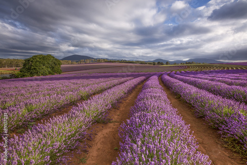 Tapeta ścienna na wymiar One of the most beautiful sights in Tasmania during December and January is Bridestowe Lavender Estate. 