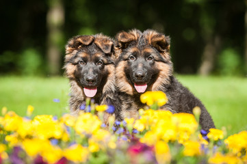 Two german shepherd puppies on the lawn