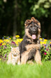 German shepherd puppy with little kitten