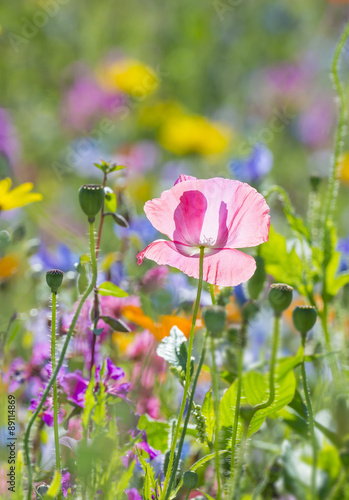 summer meadow with red poppy