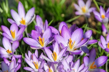 Canvas Print - Krokus - Crocus 140