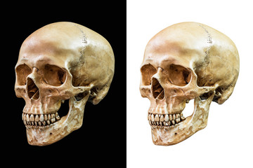 Human skull isolated