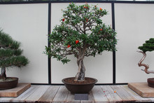 Bonsai Tree- Pomegranate- Punica Granatum