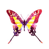 Fototapeta Motyle - butterflies design