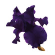 Flower iris vector