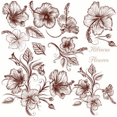 Wall Mural - Set of vector hand drawn hibiscus flowers