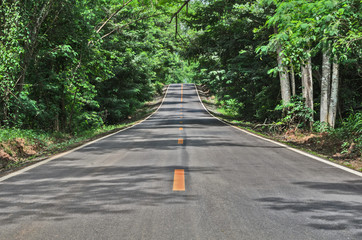 Wall Mural - road and green forest