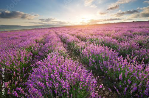 Naklejka na szybę Meadow of lavender.