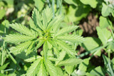 Fototapeta Tulipany - Cannabis plant