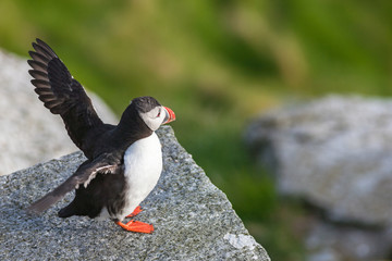 Wall Mural - Puffin flapping its wings on a rock