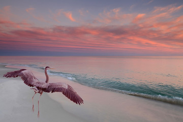 great blue heron takes off as the sun sets