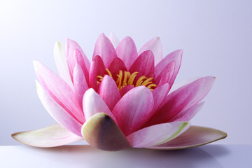 Wall Mural - water lily, lotus on pastel background