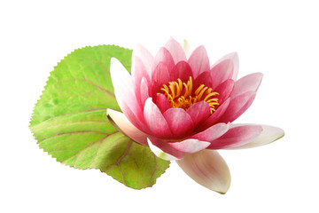 Wall Mural - Lotus or water lily isolated