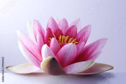 Naklejka dekoracyjna water lily, lotus on pastel background