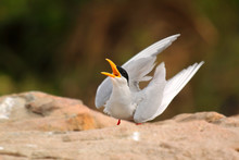 River Tern Bird Dancing And Singing , Clicked Near Kaveri River