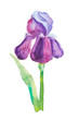  Beautiful iris flower, postcard
