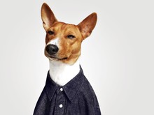 Dog Dressed In Denim Shirt