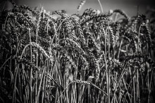 Spikes Of Ripe Wheat On A Farmers Field. Black And White.