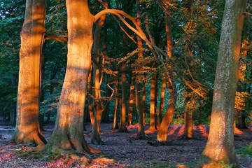 Lichtblick im Buchenwald 