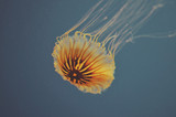 Fototapeta Miasta - Jellyfish