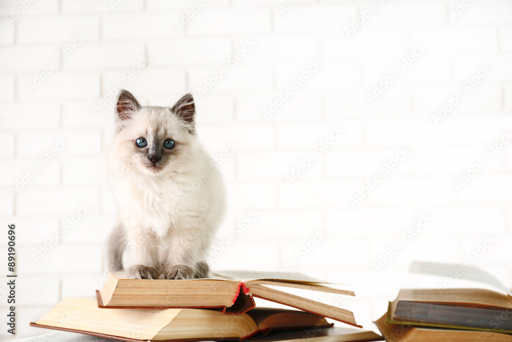 Cute little cat with books on light background