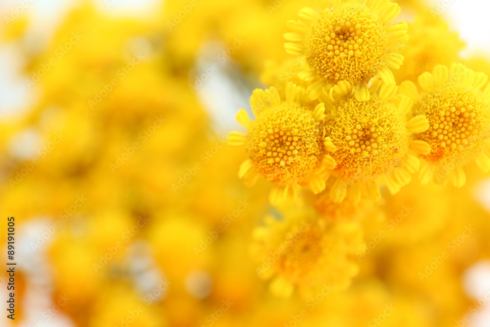 Beautiful small wild flowers close up