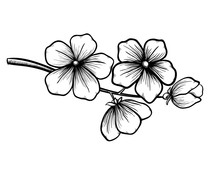 Branch Of A Blossoming Tree In Graphic Black White Style, Drawing By Hand. Symbol Of Spring