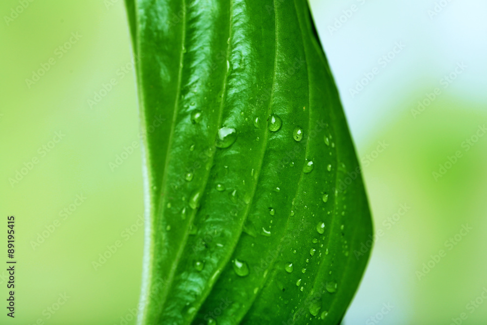 Fresh green leaf with drops on nature background