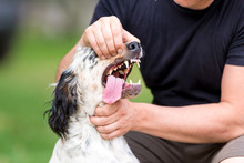 Controllo Dentatura Del Cane Setter Inglese