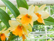 cattleya yellow orchid flower