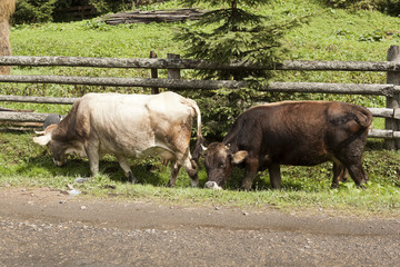 Two cows wander along a wooden fence