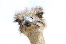 Close Up View Of An Ostrich Bird Head