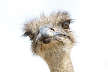 close up view of an ostrich bird head