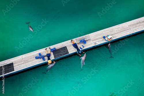 Photographie GOLD COAST, AUSTRALIA - MARCH 31, 2015 Dolphin in their enclosur