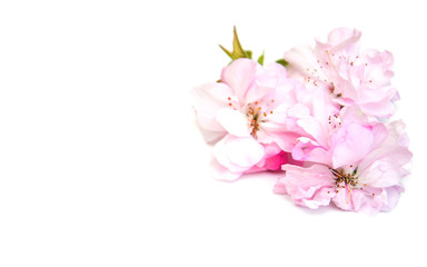 Poster - Sakura blossom on a white background