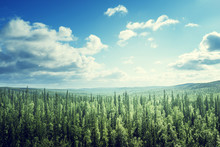 Fir Tree Forest In Sunny Day