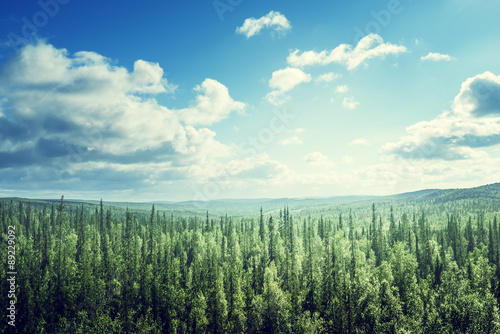 fir tree forest in sunny day