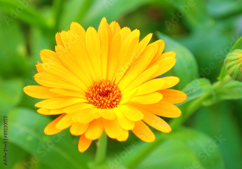Flower Pot Marigold Ruddles Calendula Officinalis Common Marigold Garden Buy This Stock Photo And Explore Similar Images At Adobe Stock Adobe Stock