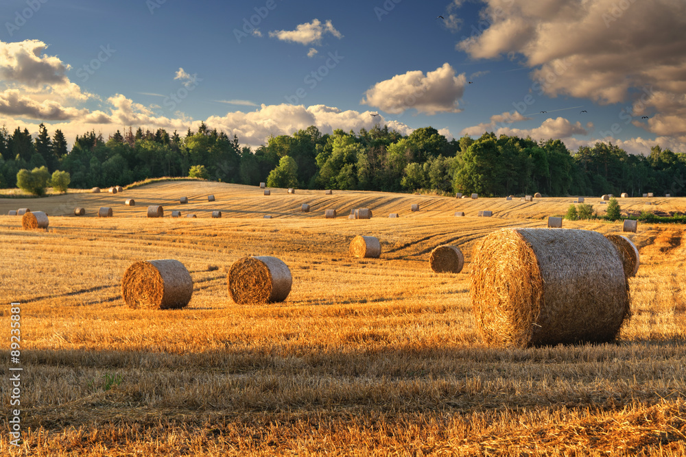 Haystacks on the field. Summer, rural landscape. - obrazy, fototapety, plakaty 