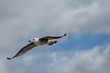 © Antonio ciero - gaviota que abre las alas en pleno vuelo
