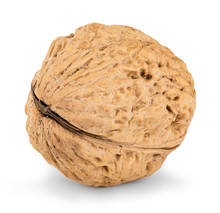 Walnut Close-up Isolated On A White Background