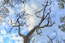 Dry Tree On Cloudy And Blue Sky