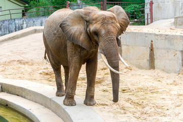 African Elephant (Loxodonta africana)